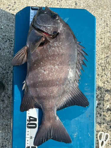 イシダイの釣果