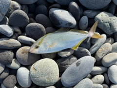 ショゴの釣果