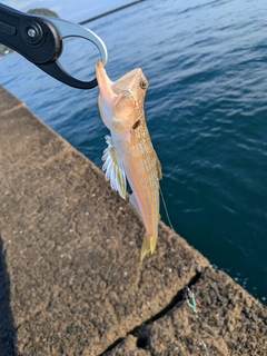 エソの釣果