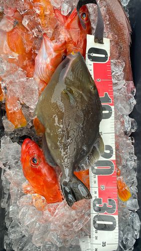 メガネハギの釣果