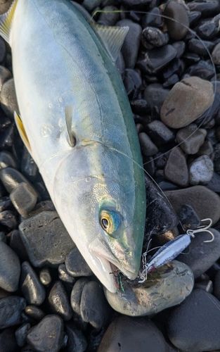 イナダの釣果