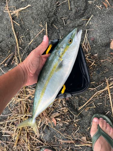 ワカシの釣果