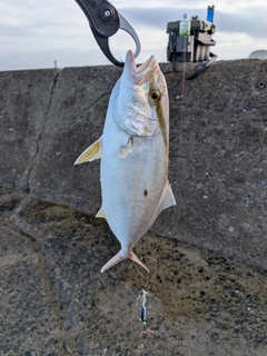 カンパチの釣果