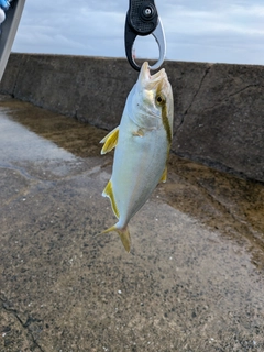 カンパチの釣果