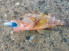 キジハタの釣果
