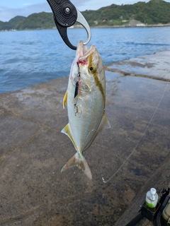 カンパチの釣果