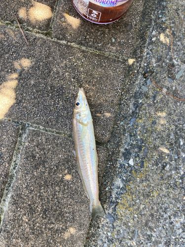 キスの釣果