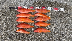アカハタの釣果