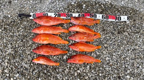 アカハタの釣果