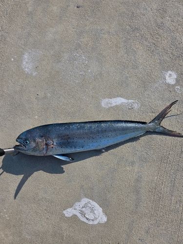 シイラの釣果