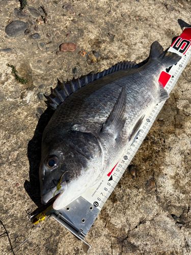 クロダイの釣果