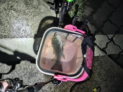 セイゴ（ヒラスズキ）の釣果