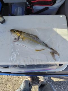 ネリゴの釣果