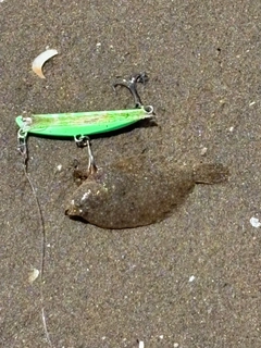 カレイの釣果