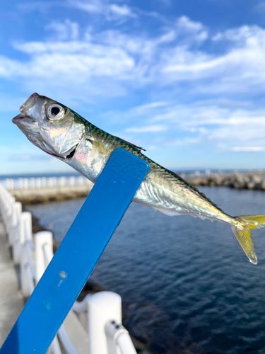 サバの釣果