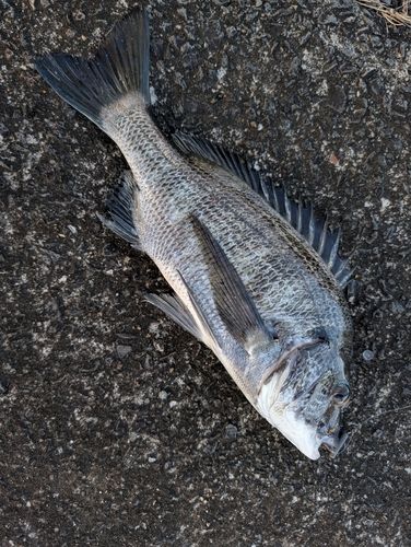 チヌの釣果