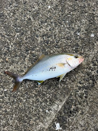 ショゴの釣果