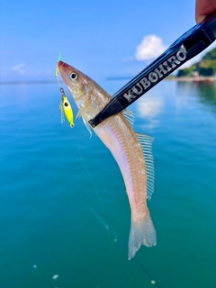 シロギスの釣果