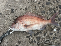 タイの釣果