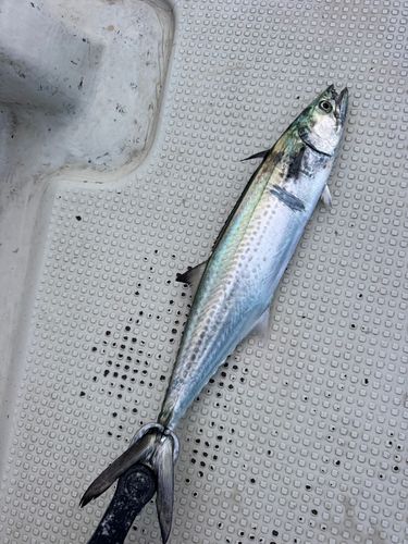 サゴシの釣果
