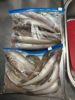キスの釣果