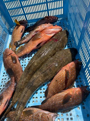 アコウの釣果