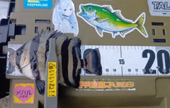 イシダイの釣果