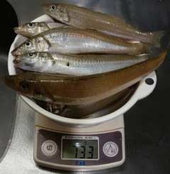 キスの釣果