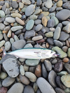 ソウダガツオの釣果