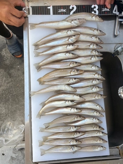 キスの釣果