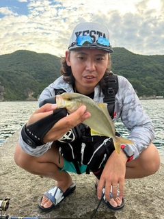 ショゴの釣果
