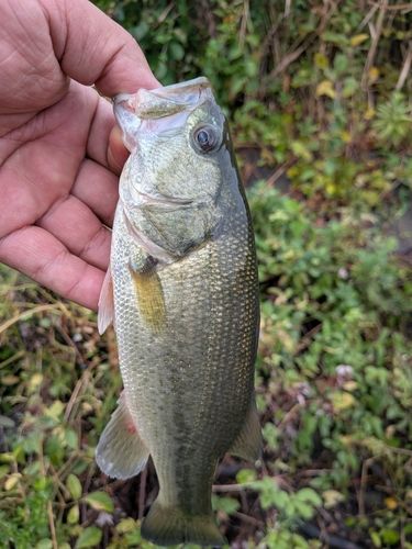 ノーバイトノーフィッシュ No Bite, No Fish さんの釣り人プロフィール