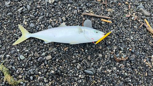 ワカシの釣果