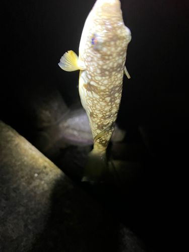 クサフグの釣果
