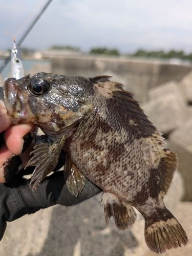 ムラソイの釣果