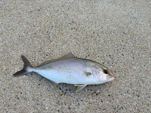 ショゴの釣果