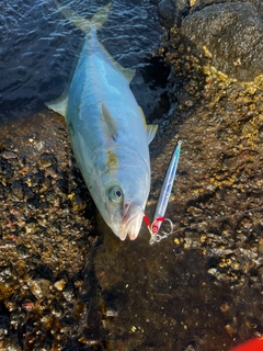ヒラマサの釣果