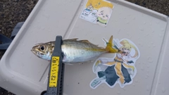 マアジの釣果