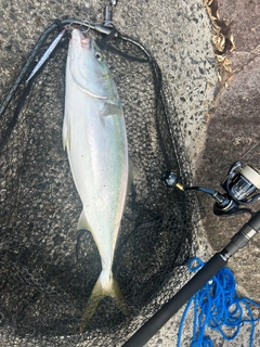 ハマチの釣果
