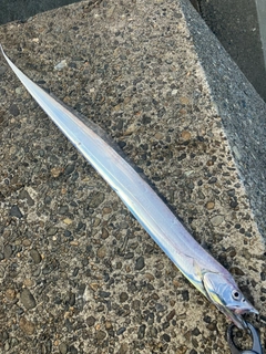 タチウオの釣果
