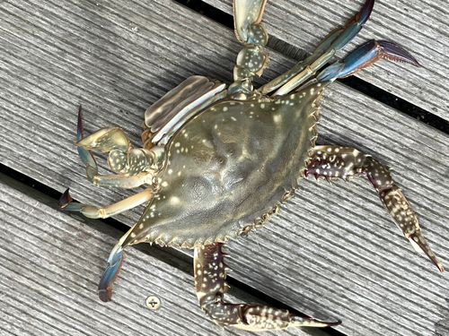 カニの釣果