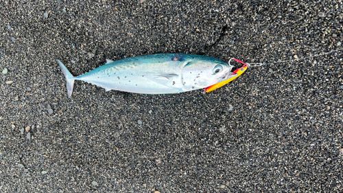 ソウダガツオの釣果