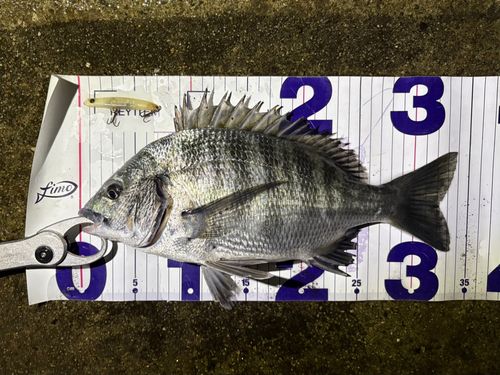 クロダイの釣果
