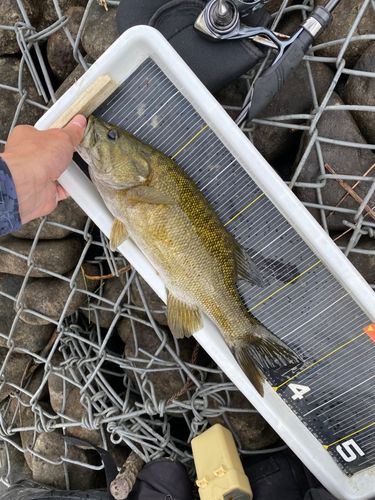 スモールマウスバスの釣果