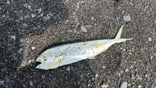 シイラの釣果