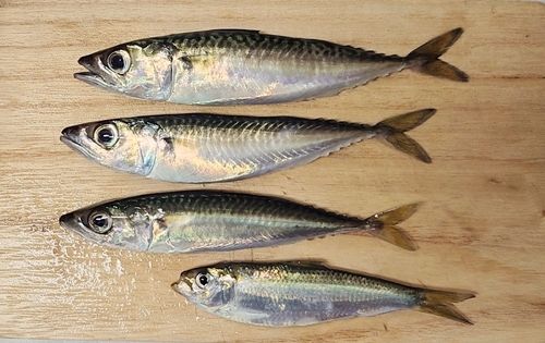 サバの釣果