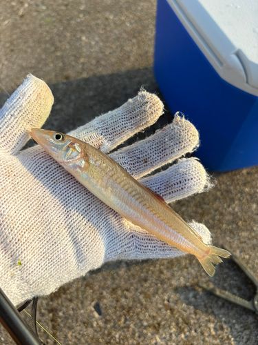キスの釣果
