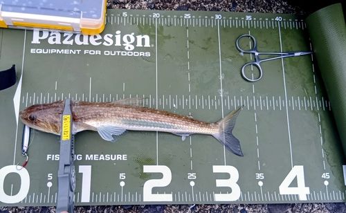トカゲエソの釣果