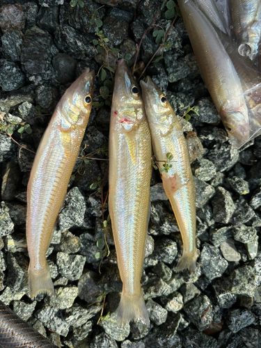 キスの釣果