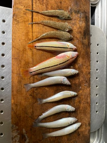 シロギスの釣果